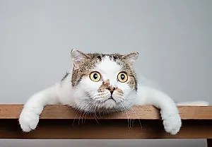 Связаны ли кошки с шизофренией?