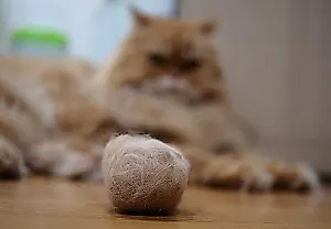 The Surprisingly Simple Ways to Help a Cat With Hairballs