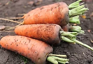 Летняя посадка моркови: что советуют профессионалы