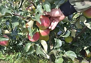Агроном объяснил, почему нужно «убивать» часть урожая ради пользы дерева