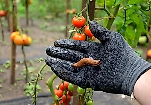 Курорт для вредителя: дачники приглашают испанских слизней сами