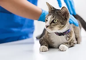Сколько стоит стерилизовать кошку в США?