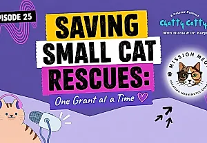 Миссия спасения кошек: как Mission Meow меняет правила игры