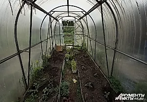 Теплица в жару: как спасти урожай от коллапса