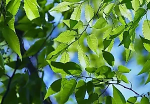 Падалица — угроза для сада в июле: советы агронома