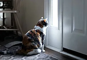 Почему кошки сидят у двери, но не уходят