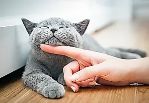 Feline Quality of Life (FelQoL): новое слово в заботе о кошках