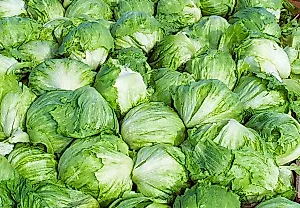 Taylor Farms отзывает айсберг-салат из-за вспышки цикоспориоза