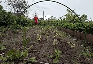 Двойной урожай с огорода: как июльские посевы спасают сезон
