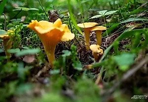 Где искать лисички: советы от мастера грибного дела