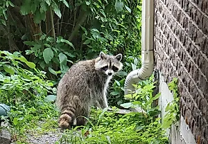 Jimothy: One Raccoon or Many?