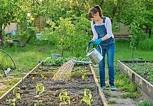 Что делать в саду в августе