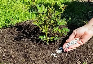 Какие удобрения в августе смертельно опасны для урожая?