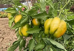 Азотный капкан для перца: как ускорить покраснение урожая к осени
