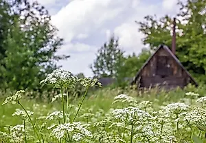 Новый приказ: инвазивные растения