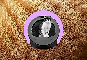 Лоток будущего: кошачий ИИ съехал с катушек