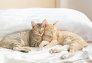 Нужен ли вашей кошке друг?