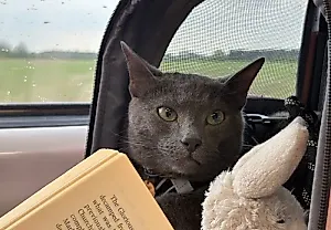 Приключение кота Рафаэля: романтика в Йорке!