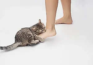 Почему кусается кот