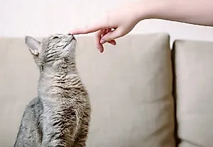 Можно ли научить кошек тому, что учат собак?