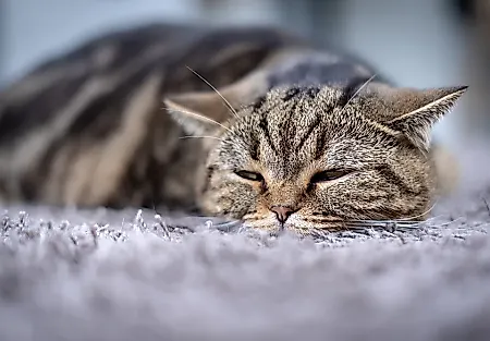 Почему коты уходят внезапно
