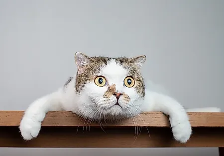 Связаны ли кошки с шизофренией?