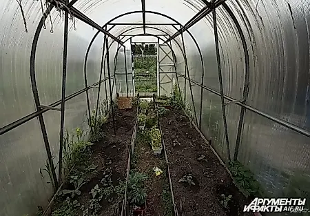 Теплица в жару: как спасти урожай от коллапса