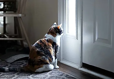 Почему кошки сидят у двери, но не уходят