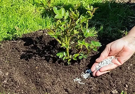 5 смертных грехов дачника: что вы делаете не так с удобрениями?