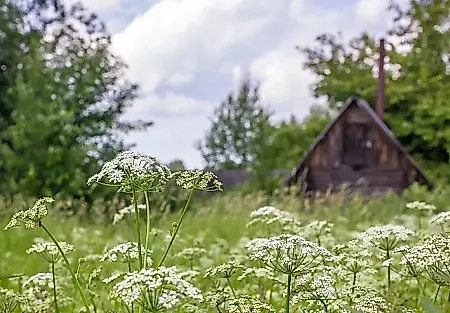 Новый приказ: инвазивные растения