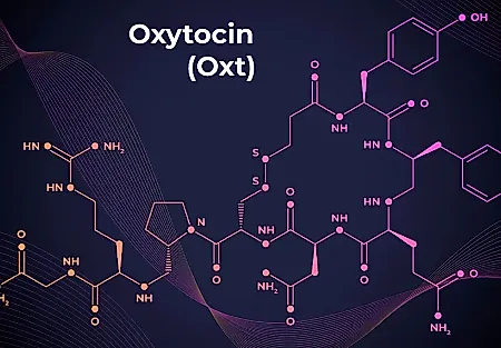 MDMA, окситоцин и психотерапия: что узнали учёные
