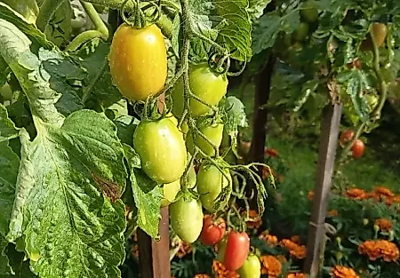 Зелёные помидоры: закуска, которая спасает урожай