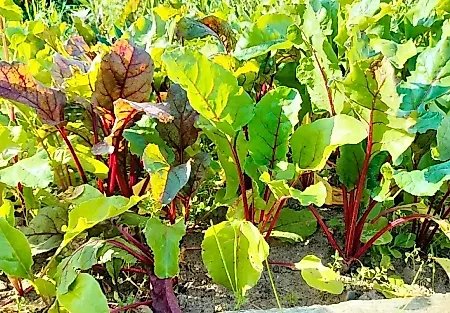 Огородный дедлайн: когда выкапывать урожай и как спасти рассадную землю