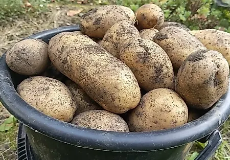 Картофель до весны: как не превратить урожай в гниющую лотерею
