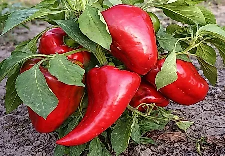 Как продлить плодоношение овощей до холодов