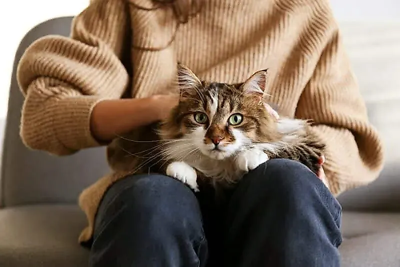 Как приучить кота к ошейнику: пошаговый план и нюансы