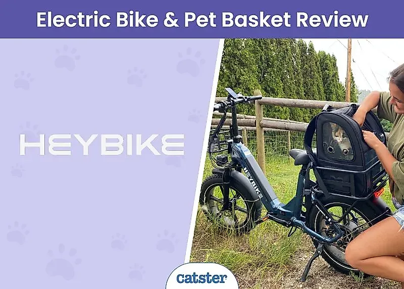 Обзор электровелосипеда Heybike Ranger S: теперь ваши коты могут отправиться в приключения!