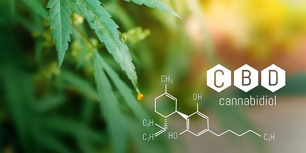 Один приём CBD снижает тягу к алкоголю и активность мозга у алкоголиков