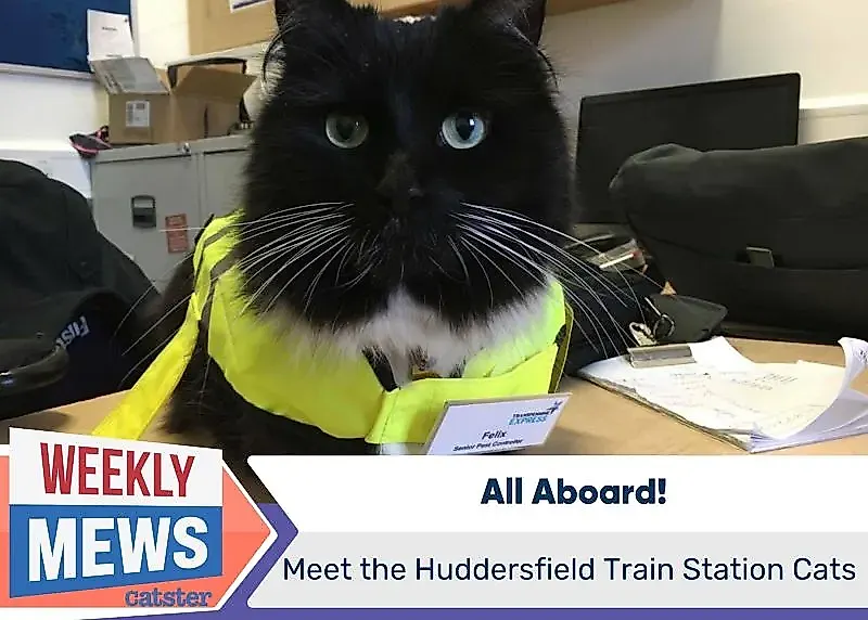 Кошки в Huddersfield: охотники на крыс и интернет-звезды