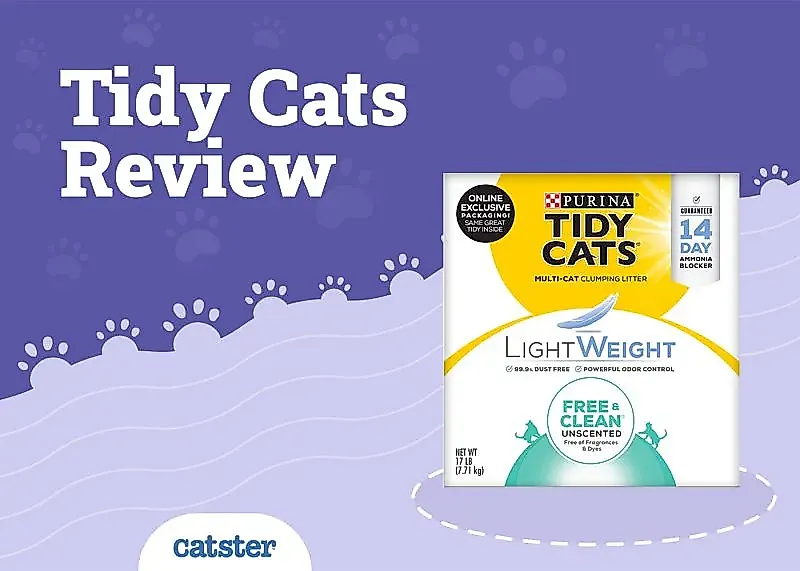 Обзор наполнителя Tidy Cats: плюсы, минусы и вечная глина