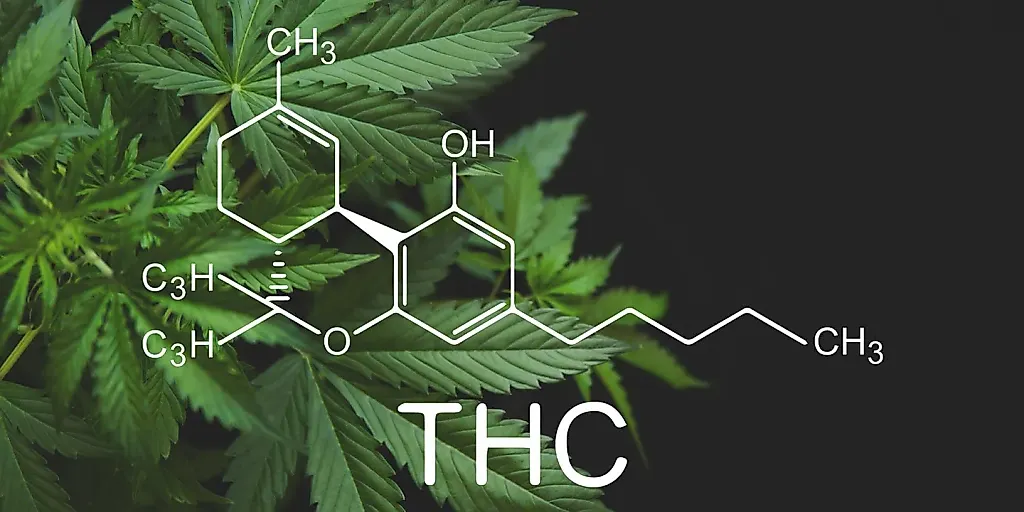 THC вносит хаос в мозг: как каннабис перестраивает мышление молодых
