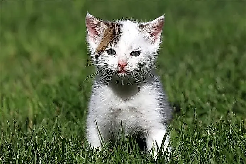 Школа выживания для котят