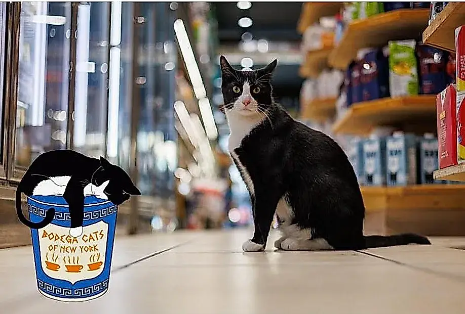 Бодега без кота? Только не в Нью-Йорке! Как пушистые крысоловы стали законодательной проблемой