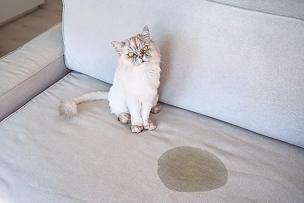 Почему кошки метят мебель