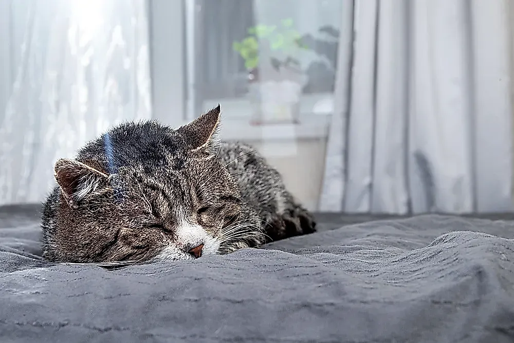 Когда кот меняет привычки