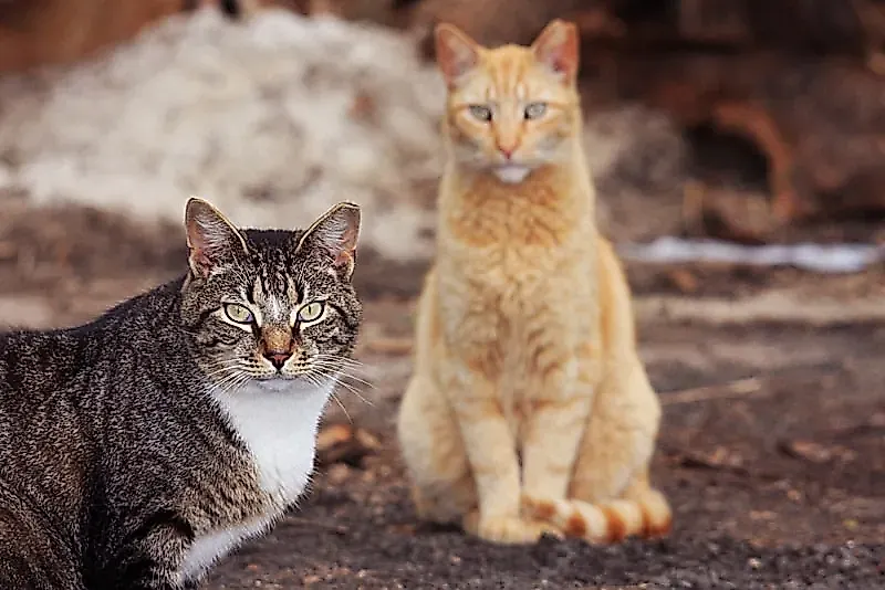 Что нужно диким кошкам
