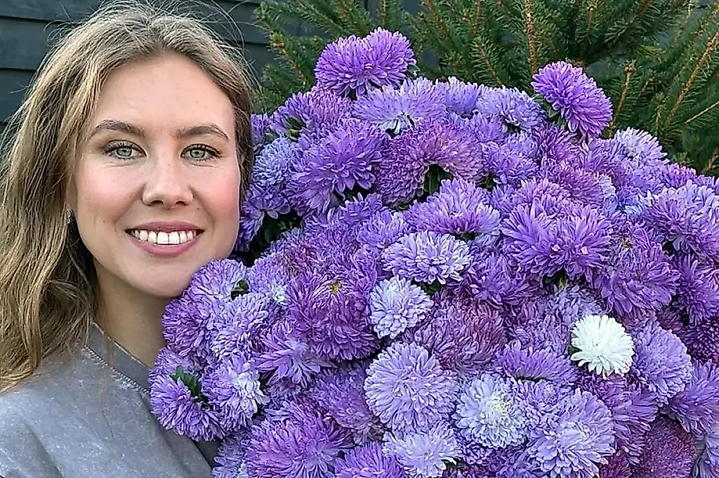 Астры без иллюзий