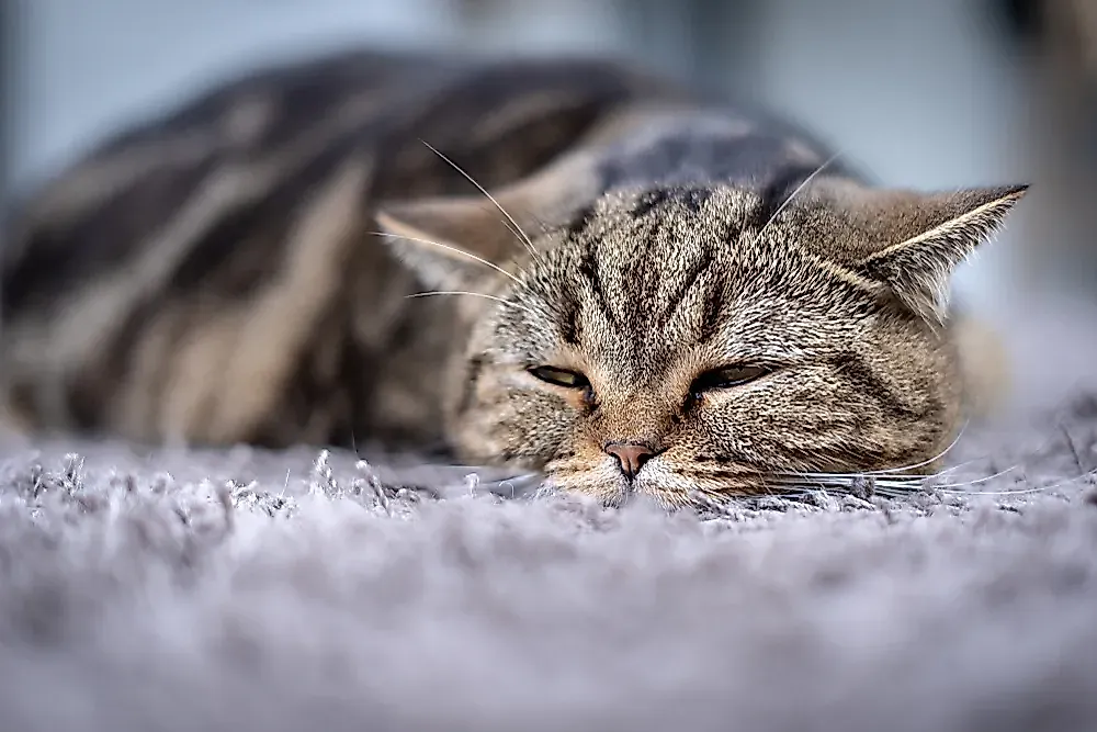 Почему коты уходят внезапно
