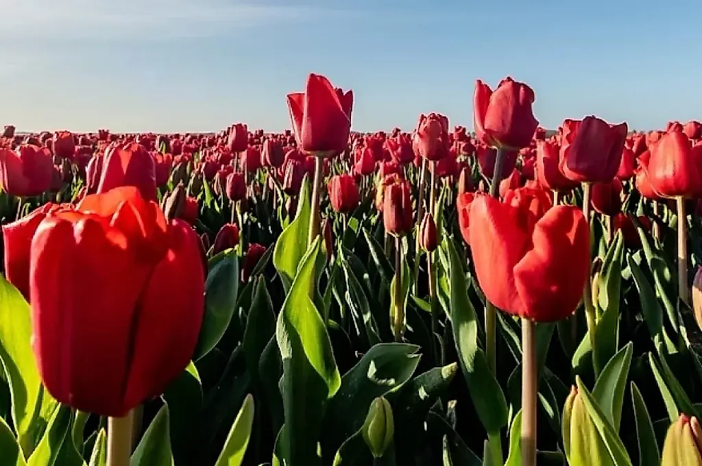 Весенняя луковичная рулетка