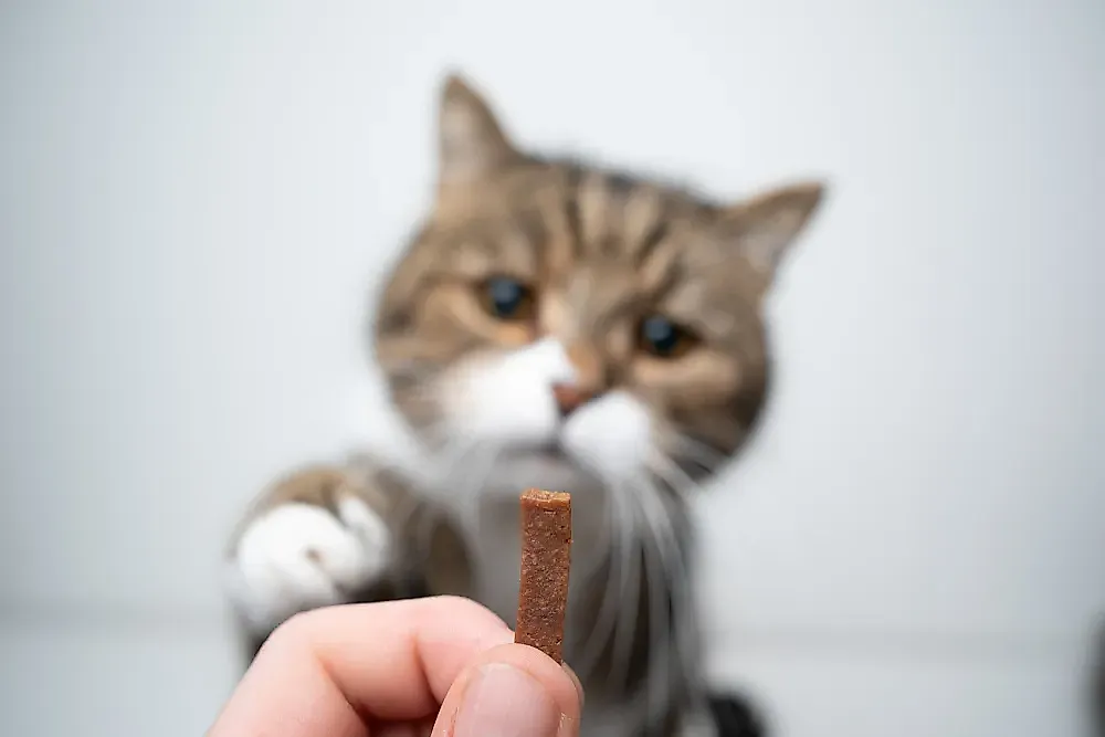 Как научить вашу кошку давать пять: пойдём в кошачью школу!